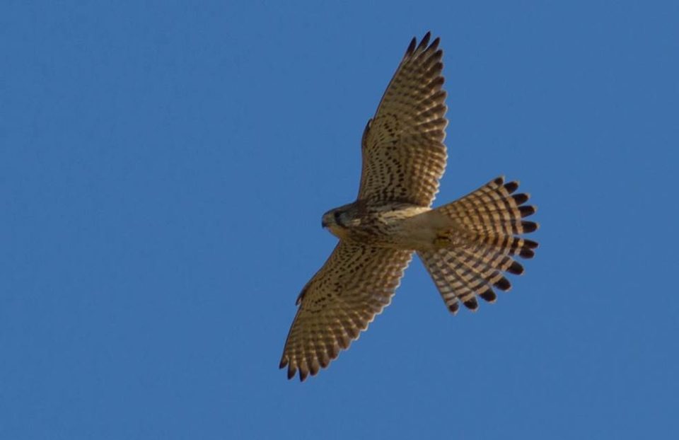 Il paesaggio naturalistico e ambientale