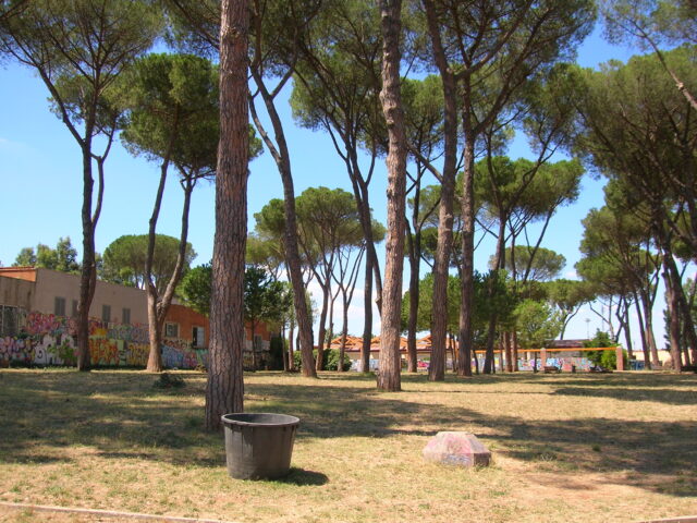 La pineta del Parco delle Energie